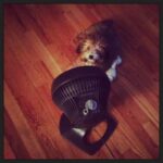 Whoodle puppy laying in front of the fan.