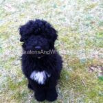 Black puppy playing in the grass.