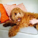 Red mini whoodle laying on the couch.