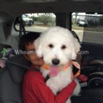 Boy hugging cream dog.