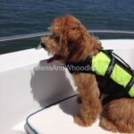 Red mini whoodle enjoying boat ride.