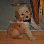 Red mini whoodle puppy wearing a harness.