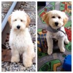 Cream puppy before and after haircut.