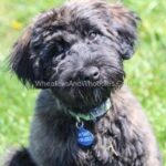 Black puppy playing outside.