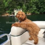 Red dog basking in the sunlight on a boat.