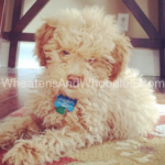 Red mini whoodle puppy laying on the rug.