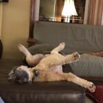 Cream dog sprawled out for a nap.