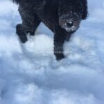 Black dog in the snow.