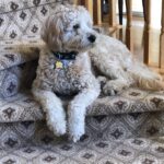 Cream dog lounging on the steps.