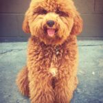 Red mini whoodle puppy posing for the photograph.