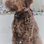 Chocolate dog loving the snow.