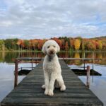 Cream dog at the lake.