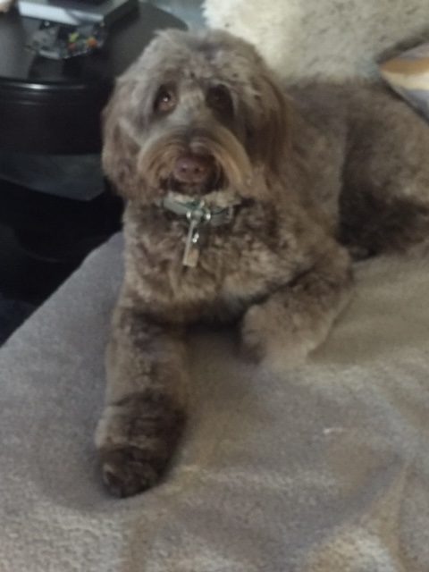 Chocolate dog chilling on his bed.