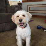 Cream dog enjoying his toys.