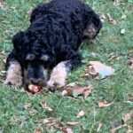 Phantom medium whoodle eating an apple