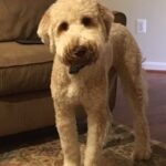 Cream dog standing on the rug.