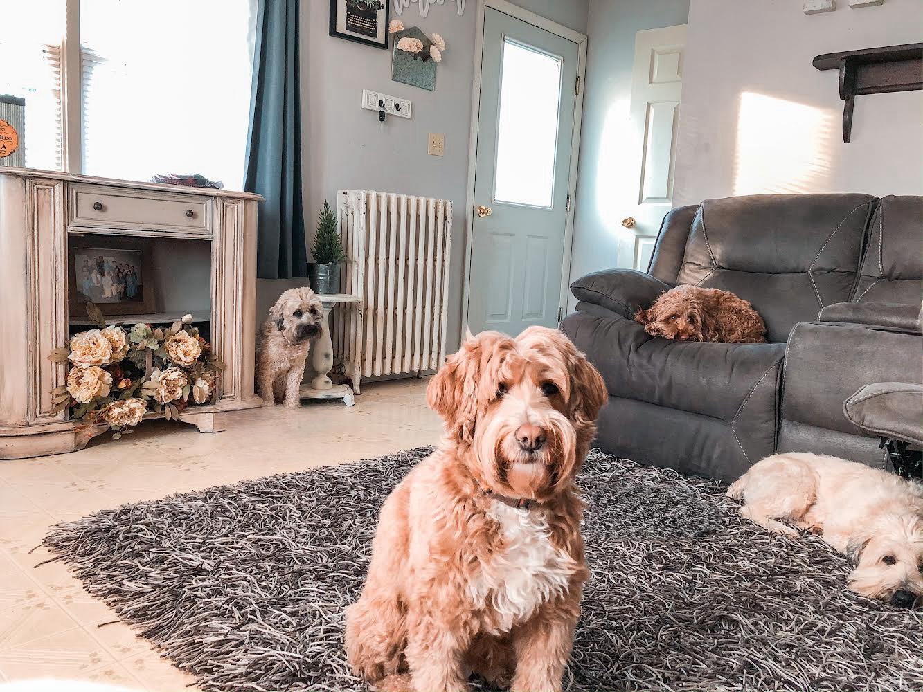 Wheatens and whoodles relaxing together.