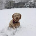 Red medium whoodle playing in the snow.