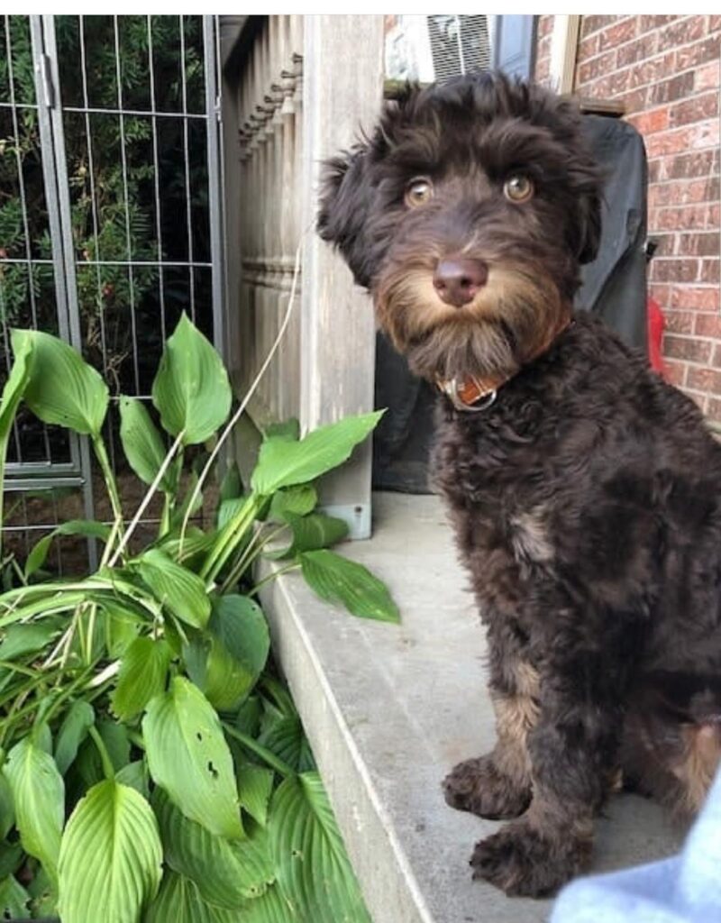 Whoodle Parent Dogs