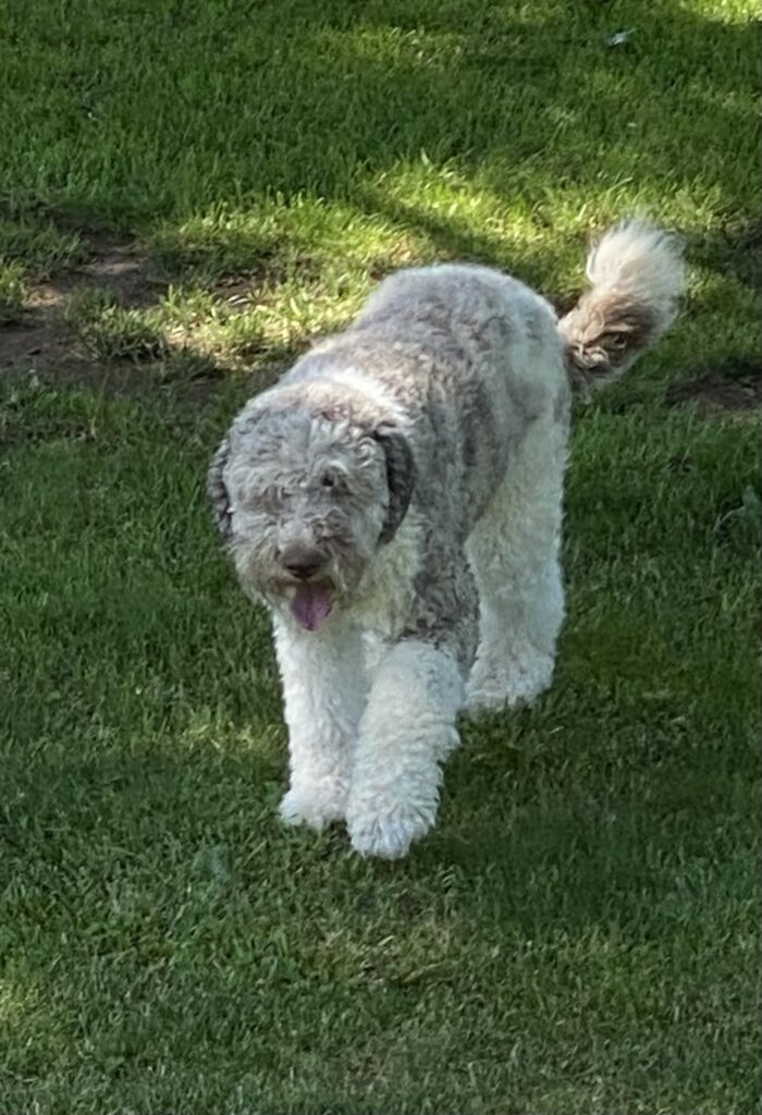 Whoodle Puppies for Sale