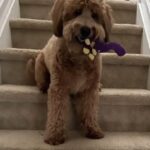 Red dog playing with toy.