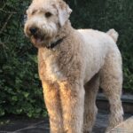 Cream adult Wheaten