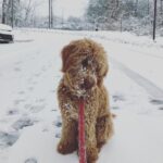 Red mini whoodle posing in the snow.