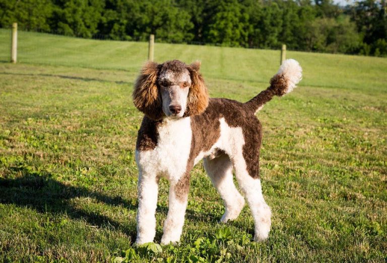 Whoodle Puppies for Sale