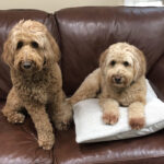 Red and cream dogs hanging out together.