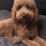 Red dog relaxing on the bed