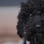 Black puppy walking in the snow.