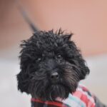 Black puppy on a winter walk.