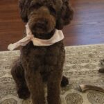 Chocolate dog wearing bandana.