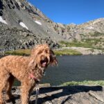 Red dog enjoying the scenic view.