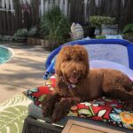 Red medium whoodle enjoying the sun.