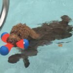 Red dog playing in the pool.