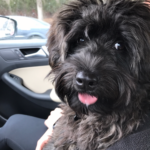 Black dog enjoying the car ride.