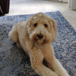 Cream dog laying on the rug.