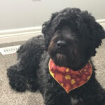 Black dog with cute bandana.