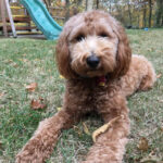 Red dog enjoying the outdoors.