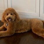 Red dog relaxing on the cool floor.