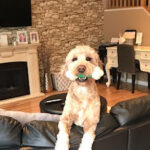 Light colored dog sitting on couch holding toy.