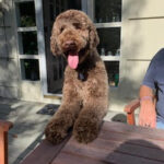 Big brown dog with front paws on picnic table.