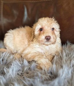 Bazaart 1477AC89 EACC 4377 A640 CDCF3D2AEE53