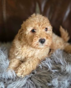 Bazaart B468BFF5 51AD 460E 9F95 8A233EF0D6C3