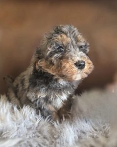 Bazaart DF33ED91 141A 402D B0CD 9E394FD730FB