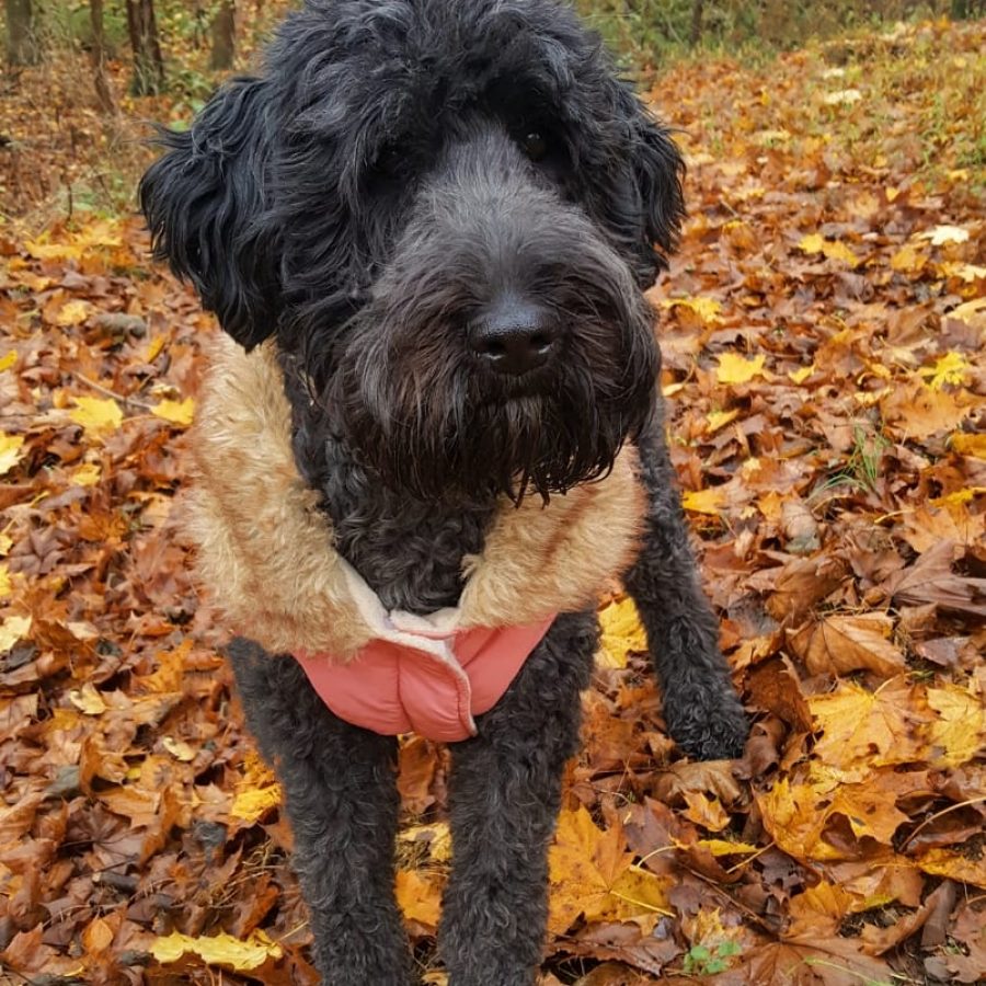 Our Wheatens and Whoodles