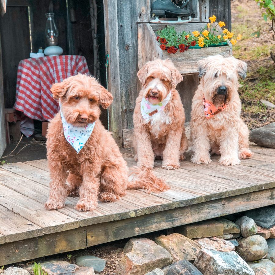 Wheaten and whoodle friends