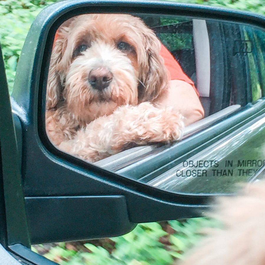 Red medium whoodle looking in the mirror.