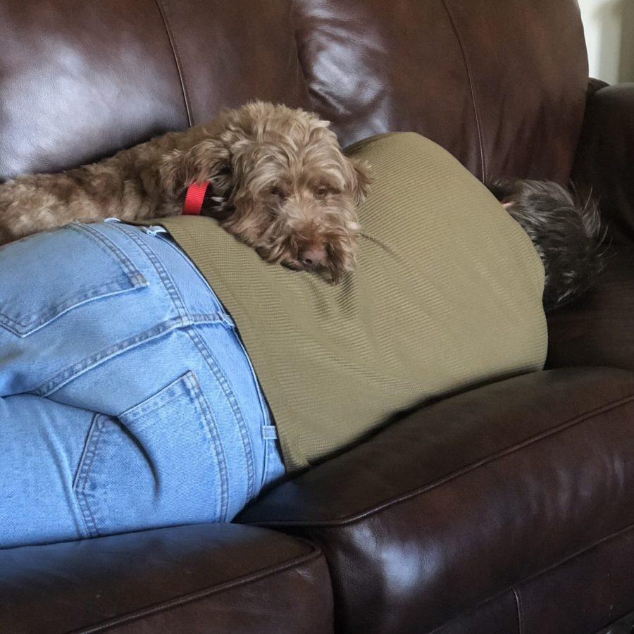 Red whoodle sleeping with a boy.